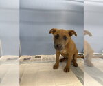 Small Mutt