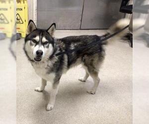 Siberian Husky Dogs for adoption in Riverside, CA, USA