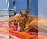 Small Photo #35 Mutt Puppy For Sale in Philadelphia, PA, USA