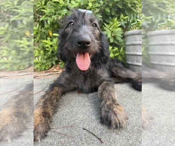 Medium Photo #1 Labradoodle Puppy For Sale in PEMBROKE, GA, USA