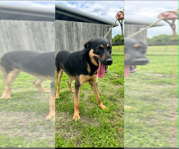 Medium Photo #3 Mutt Puppy For Sale in Abbeville, LA, USA