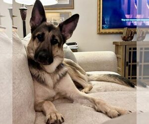 German Shepherd Dog Dogs for adoption in Spring Lake, NC, USA