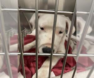 American Pit Bull Terrier Dogs for adoption in Waco, TX, USA