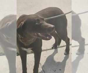 Labrador Retriever-Unknown Mix Dogs for adoption in San Antonio, TX, USA
