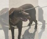 Small Labrador Retriever Mix