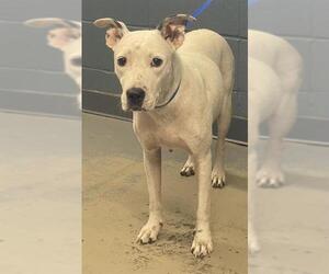 Medium American Staffordshire Terrier Mix