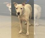 Small American Staffordshire Terrier Mix