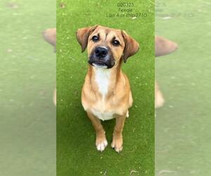 Black Mouth Cur Dogs for adoption in Sugar Land, TX, USA