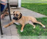 Small Photo #6 Boxer-Unknown Mix Puppy For Sale in Farmington, MN, USA