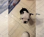 Small Photo #4 Boston Terrier Puppy For Sale in MOUNT ORAB, OH, USA