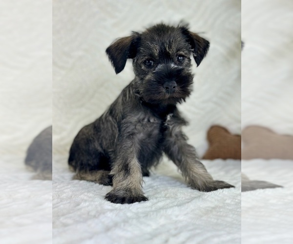 Medium Photo #4 Schnauzer (Miniature) Puppy For Sale in GREENFIELD, IN, USA