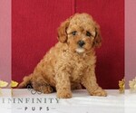 Small #4 Cavapoo