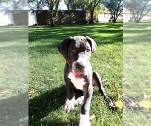 Great Dane Puppy for sale in WALSENBURG, CO, USA