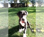 Small Photo #1 Great Dane Puppy For Sale in WALSENBURG, CO, USA