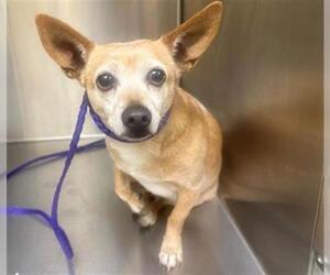 Chihuahua Dogs for adoption in Orange, CA, USA