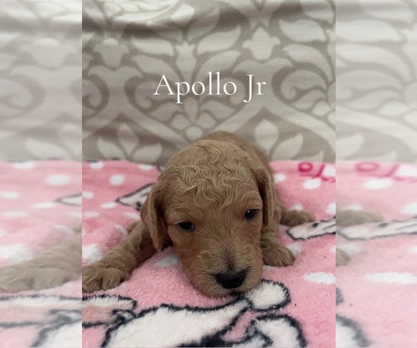 Medium Photo #1 Poodle (Miniature) Puppy For Sale in SAINT AUGUSTINE, FL, USA