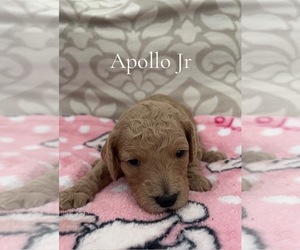 Medium Poodle (Miniature)