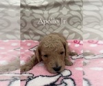 Puppy 1 Poodle (Miniature)