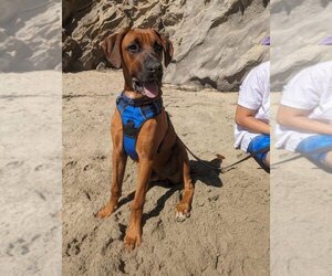 Boxer-Doberman Pinscher Mix Dogs for adoption in Newport Beach, CA, USA