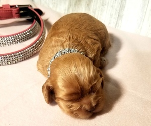 Cocker Spaniel Puppy for Sale in TERRY, Mississippi USA