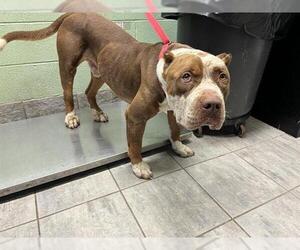 American Staffordshire Terrier-Unknown Mix Dogs for adoption in Grand Prairie, TX, USA