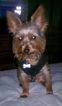 Small Photo #1 Yorkshire Terrier Puppy For Sale in VALLEJO, CA, USA