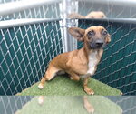 Small Chihuahua Mix