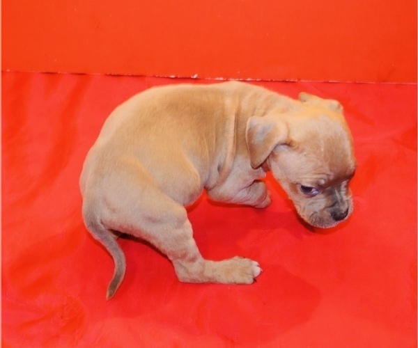 Medium Photo #25 American Bully Puppy For Sale in TRENTON, NJ, USA
