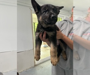 German Shepherd Dog Litter for sale in LAKE OZARK, MO, USA