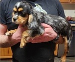 Small Photo #8 Cavalier King Charles Spaniel Puppy For Sale in BOONVILLE, NY, USA