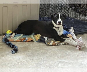 PoBoy - Zoey's Litter - Male American Pit Bull Terrier-Border Collie Mix Dog for Adoption - Photo #8