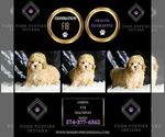 Small Photo #43 Maltipoo (Miniature) Puppy For Sale in WARSAW, IN, USA
