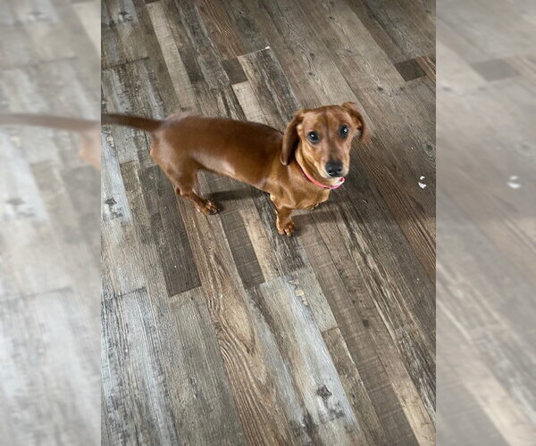 Medium Photo #2 Dachshund Puppy For Sale in Holland, MI, USA