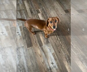 Penny - Female Dachshund Dog for Adoption - Photo #2
