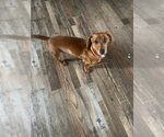 Small Photo #2 Dachshund Puppy For Sale in Holland, MI, USA