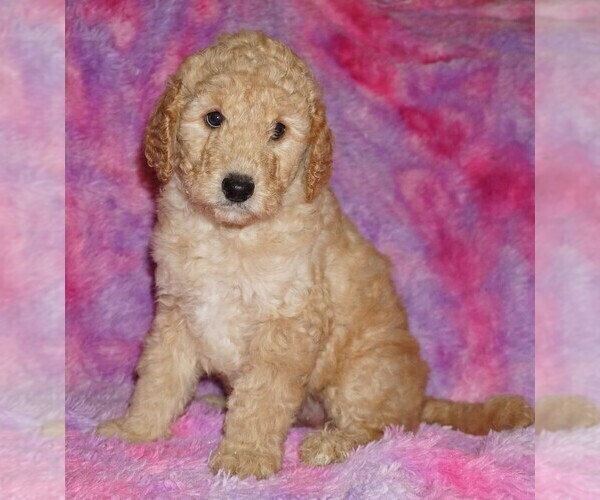 Medium Photo #2 Labradoodle mix (+ Poodle Standard) Puppy For Sale in LA HABRA, CA, USA