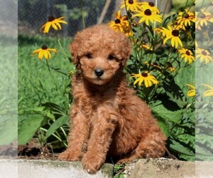 Labradoodle-Poodle (Miniature) Mix Puppy for sale in PARADISE, PA, USA