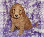 Small #2 Labradoodle