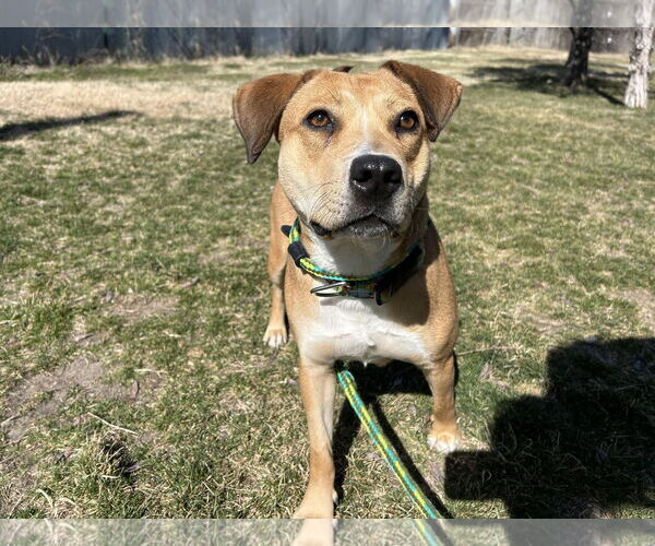 Medium Photo #3 Labbe Puppy For Sale in Kansas City, MO, USA