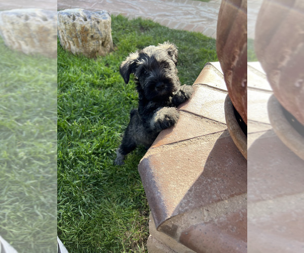 Medium Photo #3 Schnauzer (Miniature) Puppy For Sale in RIVERSIDE, CA, USA