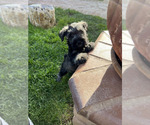 Small Photo #3 Schnauzer (Miniature) Puppy For Sale in RIVERSIDE, CA, USA