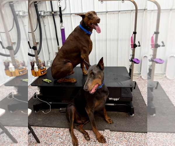 Medium Photo #1 Doberman Pinscher Puppy For Sale in Buffalo, MN, USA