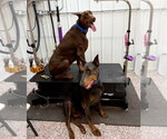 Small Doberman Pinscher