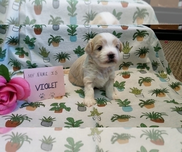 Medium Photo #10 Maltipoo (Miniature) Puppy For Sale in BROOKFIELD, MO, USA