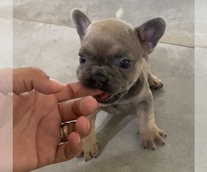 French Bulldog Puppy for sale in MORENO VALLEY, CA, USA