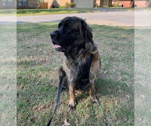 Mastiff Dogs for adoption in Edmond, OK, USA