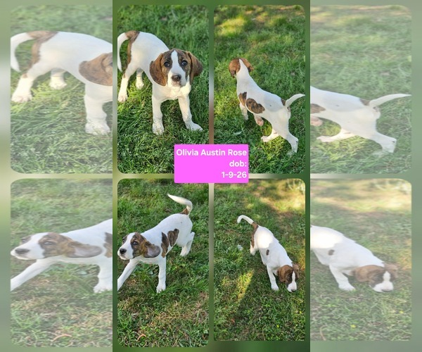 Medium Photo #6 Mutt Puppy For Sale in Wakefield, RI, USA