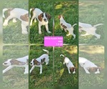 Small #5 Mutt