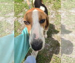 Small Photo #4 American Foxhound Puppy For Sale in Rustburg, VA, USA