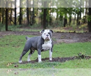 Mother of the Olde English Bulldogge puppies born on 06/28/2021